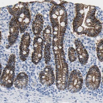 Anti-CLDN3 antibody produced in rabbit Prestige Antibodies&#174; Powered by Atlas Antibodies, affinity isolated antibody, buffered aqueous glycerol solution