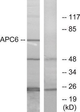 Anti-APC6 antibody produced in rabbit affinity isolated antibody