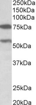 Anti-PRODH antibody produced in goat affinity isolated antibody, buffered aqueous solution