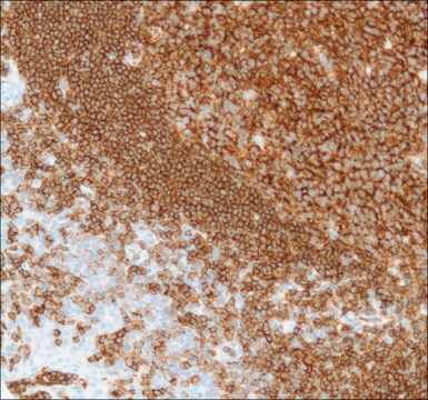 Anti-CD19 antibody, Rabbit monoclonal recombinant, expressed in proprietary host, clone SP110, affinity isolated antibody