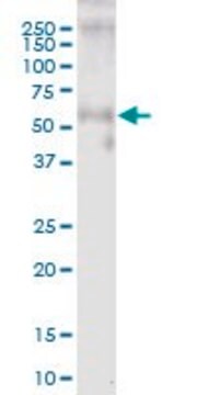 Anti-WFIKKN2 antibody produced in mouse purified immunoglobulin, buffered aqueous solution