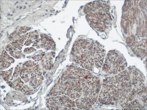 Monoclonal Anti-PMP22 antibody produced in mouse ~1.0&#160;mg/mL, clone CF1, purified immunoglobulin, buffered aqueous solution