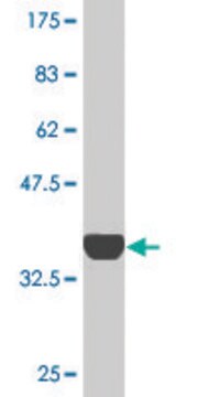 Monoclonal Anti-RNF13 antibody produced in mouse clone 3E4, purified immunoglobulin, buffered aqueous solution