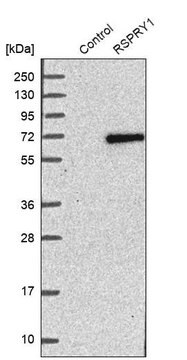 Anti-RSPRY1 antibody produced in rabbit Prestige Antibodies&#174; Powered by Atlas Antibodies, affinity isolated antibody, buffered aqueous glycerol solution