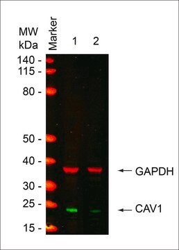 MISSION&#174; esiRNA targeting human CAV1