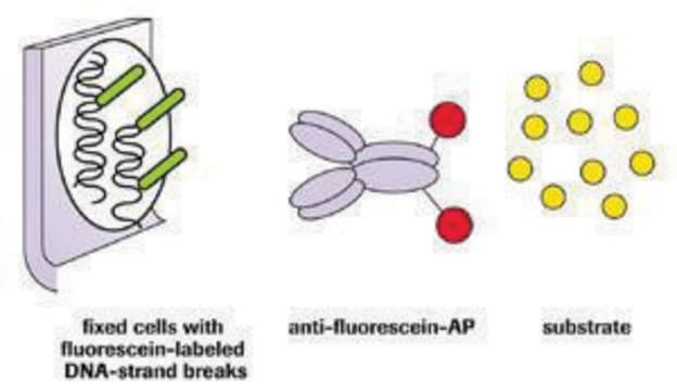 In Situ Cell Death Detection Kit, AP sufficient for &#8804;50&#160;tests, kit of 1 (3 components), suitable for detection