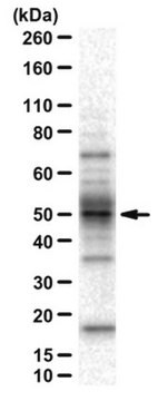 Anti-ALKBH5 Antibody from rabbit, purified by affinity chromatography