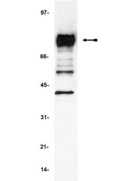 Anti-Cortactin (p80/85) Antibody, clone 4F11 clone 4F11, Upstate&#174;, from mouse