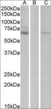 Anti-MKRN1 antibody produced in goat affinity isolated antibody, buffered aqueous solution