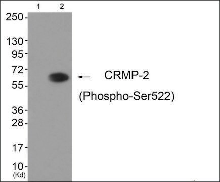 Anti-phospho-CRMP-2 (pSer522) antibody produced in rabbit affinity isolated antibody