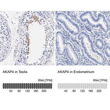 Anti-AKAP4 antibody produced in rabbit Prestige Antibodies&#174; Powered by Atlas Antibodies, affinity isolated antibody, buffered aqueous glycerol solution