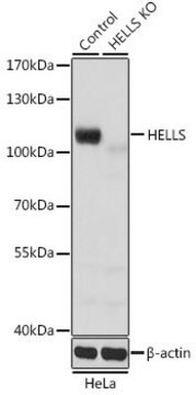 Anti-HELLS antibody produced in rabbit