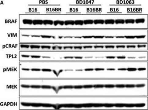 Monoclonal Anti-GAPDH&#8722;Peroxidase antibody produced in mouse clone GAPDH-71.1, purified immunoglobulin, buffered aqueous solution