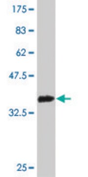 Monoclonal Anti-RBP3 antibody produced in mouse clone 4F3, purified immunoglobulin, buffered aqueous solution