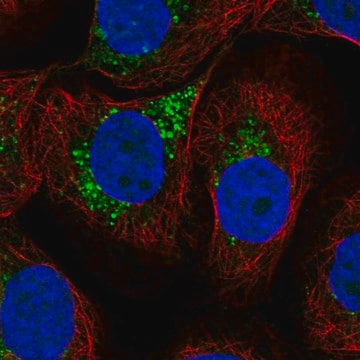 Anti-LAPTM4A antibody produced in rabbit Prestige Antibodies&#174; Powered by Atlas Antibodies, affinity isolated antibody