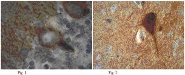 Anti-pan-MAGUK Antibody, clone K28/86 clone K28/86, from mouse