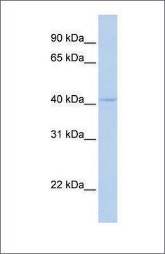 Anti-DPF3 (ab1) antibody produced in rabbit affinity isolated antibody