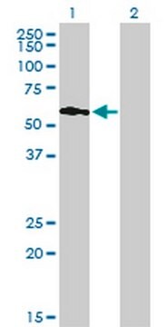 Anti-PIP5K3 Mouse mAb (6C7) liquid, clone 6C7, Calbiochem&#174;