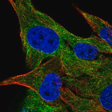 Anti-FAM134A antibody produced in rabbit Prestige Antibodies&#174; Powered by Atlas Antibodies, affinity isolated antibody