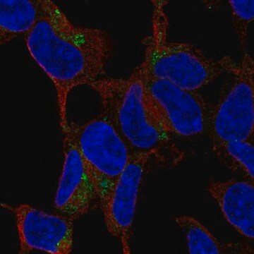 Anti-C1QTNF3 antibody produced in rabbit Prestige Antibodies&#174; Powered by Atlas Antibodies, affinity isolated antibody