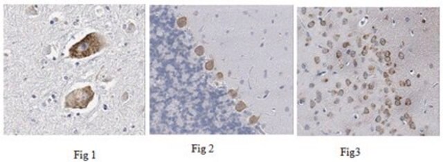 Anti-Neuroligin-1, clone 1C9.1 Antibody clone 1C9.1, from mouse