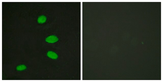 Anti-RBL2, C-Terminal antibody produced in rabbit affinity isolated antibody