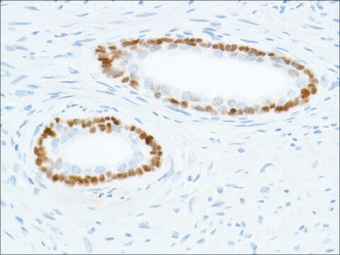 Anti-SOX-2 antibody, Rabbit monoclonal recombinant, expressed in proprietary host, clone SP76, affinity isolated antibody