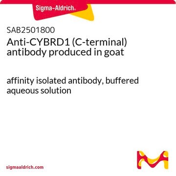 Anti-CYBRD1 (C-terminal) antibody produced in goat affinity isolated antibody, buffered aqueous solution