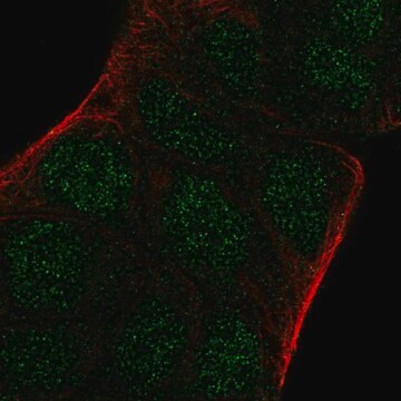 Anti-ARNT2 antibody produced in rabbit affinity isolated antibody, buffered aqueous glycerol solution