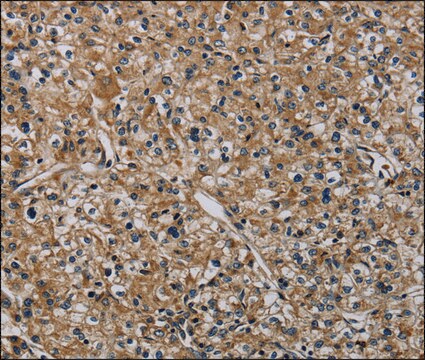 Anti-HSPG2 antibody produced in rabbit affinity isolated antibody