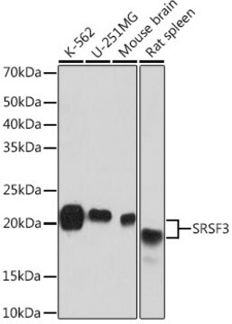 Anti-SRSF3 Antibody, clone 9A1Z4, Rabbit Monoclonal