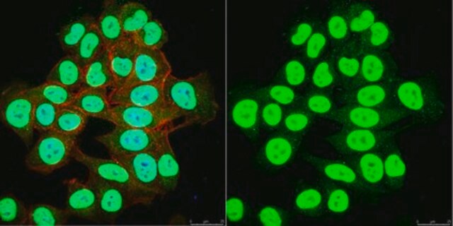 Anti-SNF2&#946;/BRG1 Antibody serum, Upstate&#174;