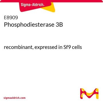 Phosphodiesterase 3B recombinant, expressed in Sf9 cells