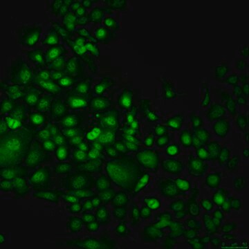 mEER Mouse E6/E7/hRas Oropharynx Epithelial Cell Line