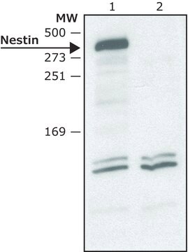 Anti-Nestin (C-terminal) antibody produced in rabbit ~1.5&#160;mg/mL, affinity isolated antibody