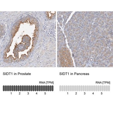 Anti-SIDT1 antibody produced in rabbit Prestige Antibodies&#174; Powered by Atlas Antibodies, affinity isolated antibody, buffered aqueous glycerol solution