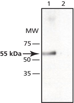 Anti-MOG (N-terminal) antibody produced in rabbit affinity isolated antibody, buffered aqueous solution