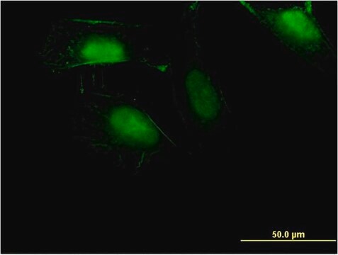 Monoclonal Anti-ZNF598 antibody produced in mouse clone 1E2, purified immunoglobulin, buffered aqueous solution