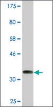 Monoclonal Anti-ARMC4, (C-terminal) antibody produced in mouse clone 5F1, ascites fluid