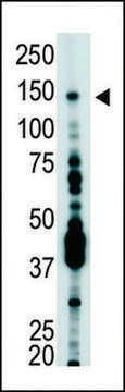 ANTI-USP7 (HAUSP)(C-TERMINAL) antibody produced in rabbit IgG fraction of antiserum, buffered aqueous solution