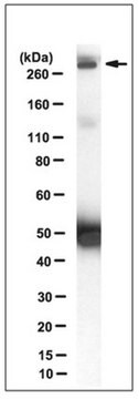 Anti-Procadherin FAT1 Antibody, clone C257 clone C257, from mouse