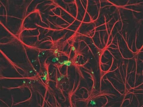 Anti-Myelin Basic Protein Antibody Chemicon&#174;, from chicken