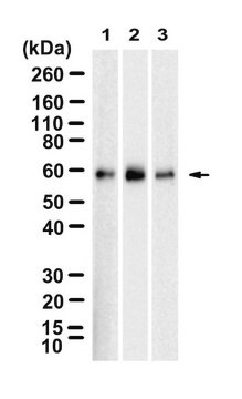 Anti-SMAD4 Antibody, clone 1C14 ZooMAb&#174; Rabbit Monoclonal recombinant, expressed in HEK 293 cells