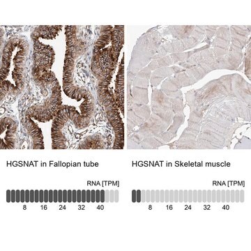 Anti-HGSNAT antibody produced in rabbit Prestige Antibodies&#174; Powered by Atlas Antibodies, affinity isolated antibody, buffered aqueous glycerol solution