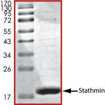 スタスミン、Hisタグ融合 ヒト recombinant, expressed in E. coli, &#8805;70% (SDS-PAGE), buffered aqueous glycerol solution