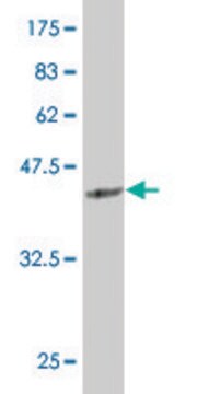 Monoclonal Anti-SIX4 antibody produced in mouse clone 5D4, purified immunoglobulin, buffered aqueous solution