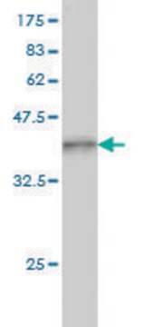 Monoclonal Anti-PLA2G4A antibody produced in mouse clone 10G5, purified immunoglobulin, buffered aqueous solution