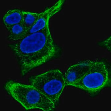 Anti-SPTLC3 antibody produced in rabbit Prestige Antibodies&#174; Powered by Atlas Antibodies, affinity isolated antibody