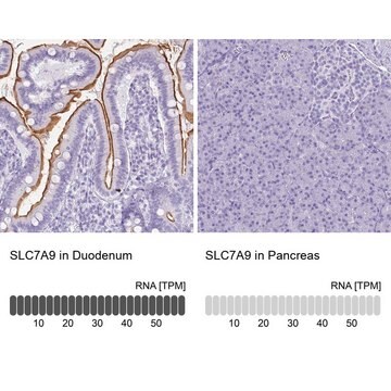 Anti-SLC7A9 antibody produced in rabbit Prestige Antibodies&#174; Powered by Atlas Antibodies, affinity isolated antibody, buffered aqueous glycerol solution