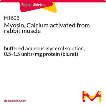 ミオシン, カルシウム活性化 ウサギ筋肉由来 buffered aqueous glycerol solution, 0.5-1.5&#160;units/mg protein (biuret)